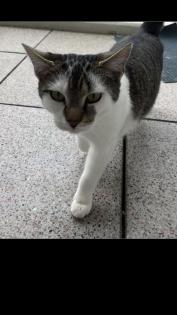 Ekh Katze sucht liebevolles Zuhause