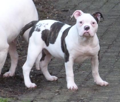 American Bulldog Welpe Weibchen