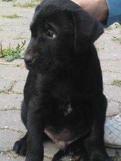 6 süße Labrador- Mix Welpen