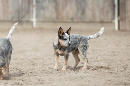 Australian Cattle Dog Rüde