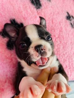 Boston Terrier Welpen aus VDH/KfT Zucht