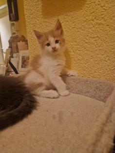 Reinrassige Maine Coon Kitten