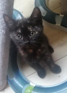 BKH-Mix Kitten 2x w und 1x m