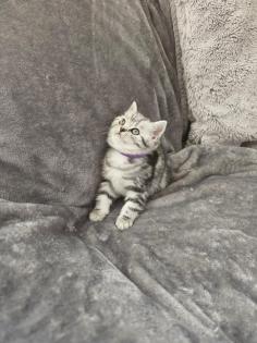 BKH Silver Tabby Kitten Reinrassig