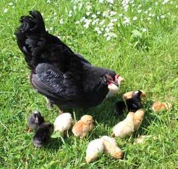 Nachgezüchtete Vorwerk Hühner, Marans, Araucaner Grünseger Hühner u. a. zu Verkau