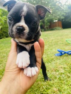 Boston Terrier Welpen aus VDH/KfT Zucht