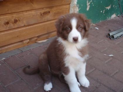 Australian Shepherd Welpen