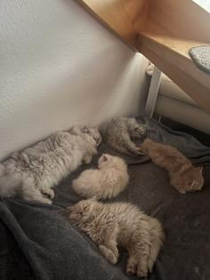 Wunderbare Perser Kitten suchen liebevolle Familien