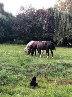 Stallplatz frei