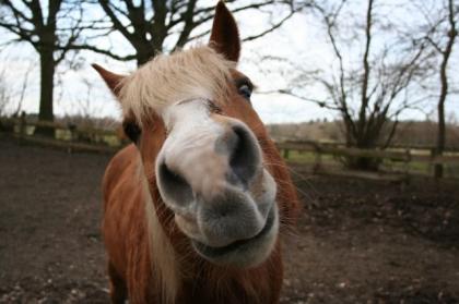 Bieten Reitbeteiligung auf Haflinger in Schlutup