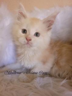 Wundervolle Maine Coon Kitten