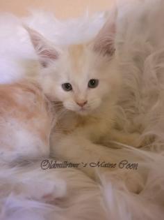 Wundervolle Maine Coon Kitten