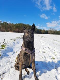 X Herder Hündin sucht perfektes zu Hause