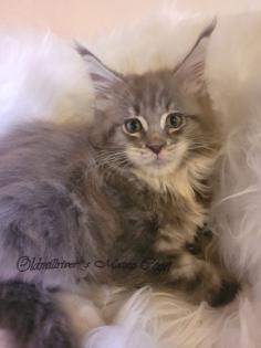 Wundervolle Maine Coon Kitten