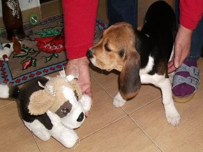 Super süße Beagle Welpen