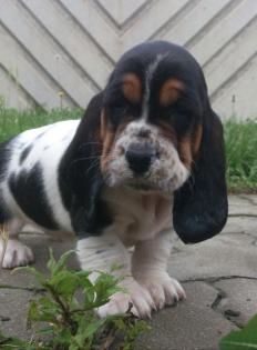 Basset hound