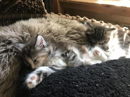 Maine Coon/ Sibirische Waldkatzenbabys