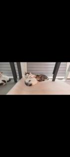 Katzen babys suchen schönes zu hause