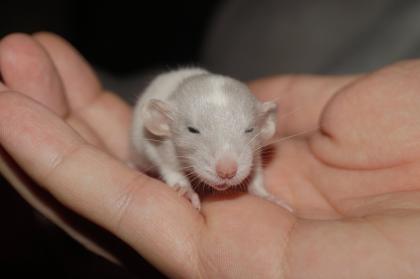 Einzigartiger Ratten Nachwuchs