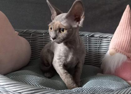 Devon Rex Mädchen Juni. 23