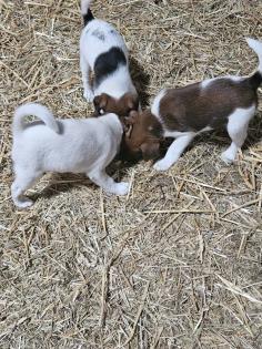 Glatthaar-Foxterrier