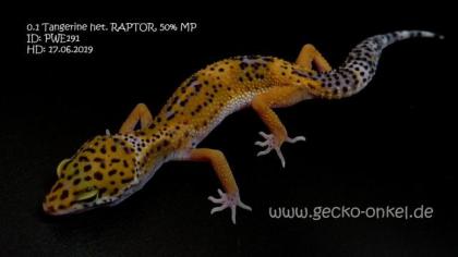 Leopardgeckos aus 2021 abzugeben