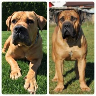 Boerboel welpen