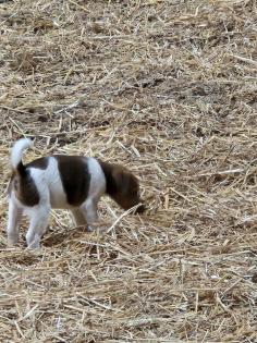 Glatthaar-Foxterrier