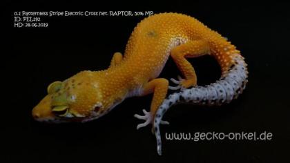 Leopardgeckos aus 2021 abzugeben