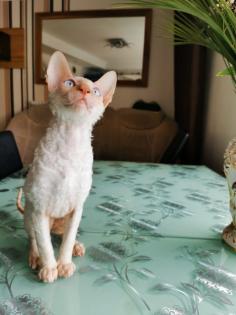 Wunderschönen Cornish Rex Lockenkatzen