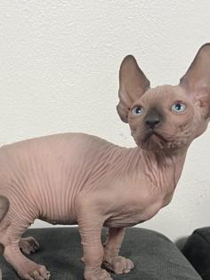 Sphynx Kitten/Katzen