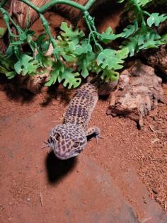 Leopardgecko männlich