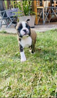 Boston Terrier Welpen aus VDH/KfT Zucht