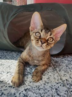 Devon Rex Kitten Abgabebereit