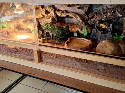 Leopardgeckos mit komplett eingerichtetem Terrarium abzugeben