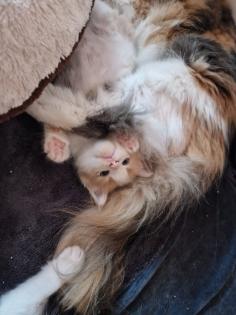 Reinrassige Maine Coon Kitten