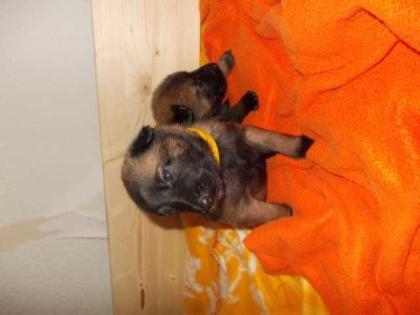 4 Malinois Welpen