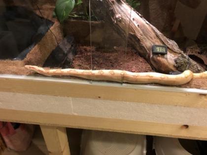 Boa constrictor Männchen und Weibchen