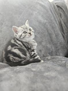 BKH Silver Tabby Kitten Reinrassig