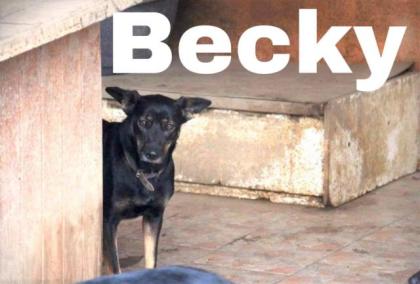 Becky. sehr lieb, sportlich und aktiv, möchte geliebt werden