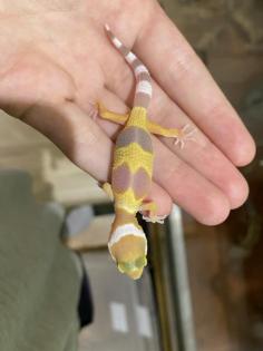 Leopardgeckos