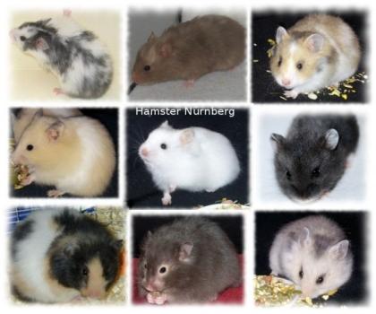 Hamster Goldhamster / Teddyhamster aus Hobbyzucht