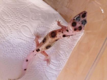 Ich biete hier Junge Leopardgecko Weibchen an