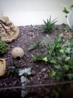 Terrarium mit Leopard Geckos