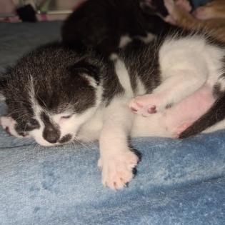 4 süße Kitten suchen ab sofort ein neues zuhause