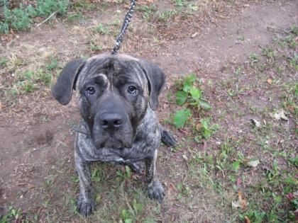 Dogo Canario Spanische Dogge