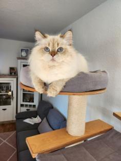 BKH BLH Katze weiblich Stammbaum geimpft gechipt EU Pass