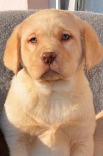 Labrador Welpen in braun und blond