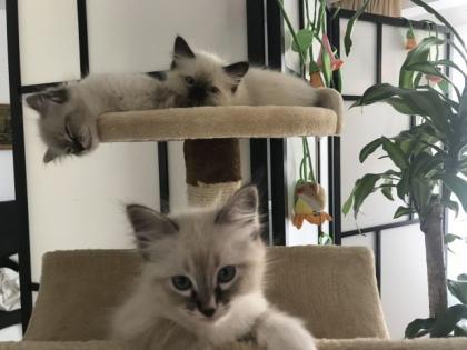 3 Baby Ragdoll Kater