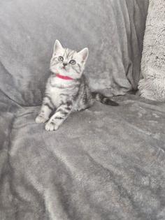 BKH Silver Tabby Kitten Reinrassig